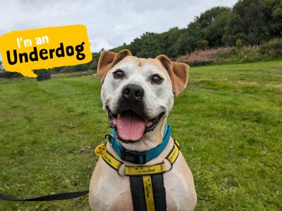 Captain | Terrier (Staffordshire Bull) Cross | Glasgow - 2