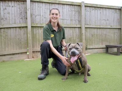 Blue | Terrier (Staffordshire Bull) Cross | Leeds - 3