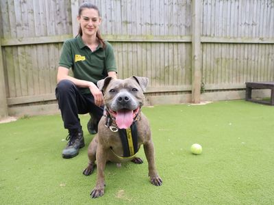 Blue | Terrier (Staffordshire Bull) Cross | Leeds - 2