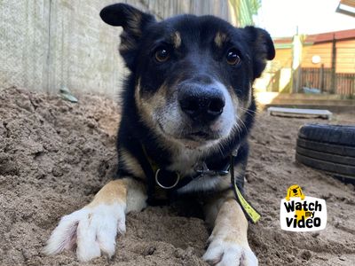 Duggee | Collie (Border) Cross | Ilfracombe - 3