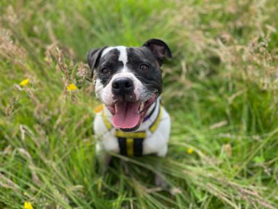 Rocky | Terrier (Staffordshire Bull) | Glasgow - 2