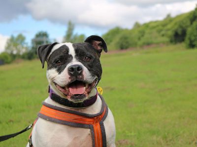 Rocky | Terrier (Staffordshire Bull) | Glasgow - 2