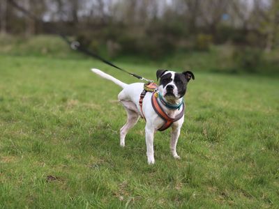 Rocky | Terrier (Staffordshire Bull) | Glasgow - 4