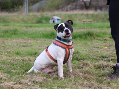 Rocky | Terrier (Staffordshire Bull) | Glasgow - 5