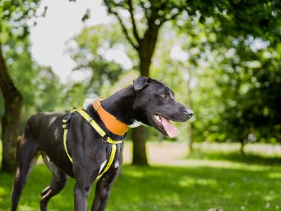 Adopt a Crossbreed Rescue Dog | Norman | Dogs Trust