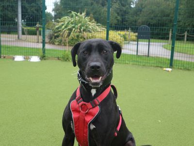 Adopt a Crossbreed Rescue Dog | Norman | Dogs Trust