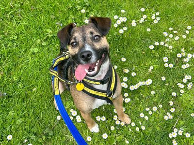 Scrappy | Terrier (Jack Russell) Cross | Shoreham (Sussex) - 2