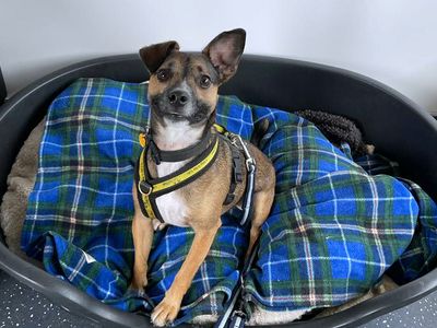 Scrappy | Terrier (Jack Russell) Cross | Shoreham (Sussex) - 4