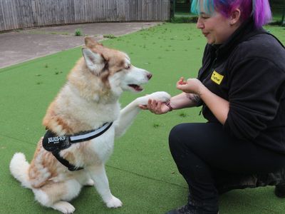 Theo | Siberian Husky Cross | Shrewsbury (Shropshire) - 4