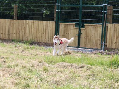 Theo | Siberian Husky Cross | Shrewsbury (Shropshire) - 2