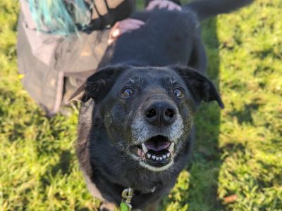 Opie | Collie (Border) Cross | Bridgend (Wales) - 5