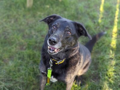 Opie | Collie (Border) Cross | Bridgend (Wales) - 3