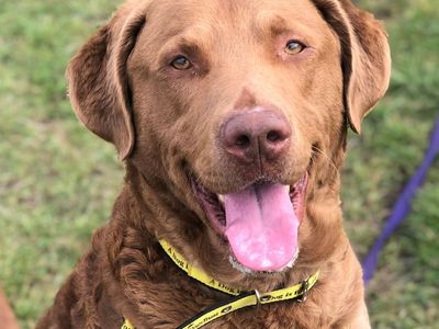 Bentley | Retriever (Chesapeake Bay) | Manchester - 3