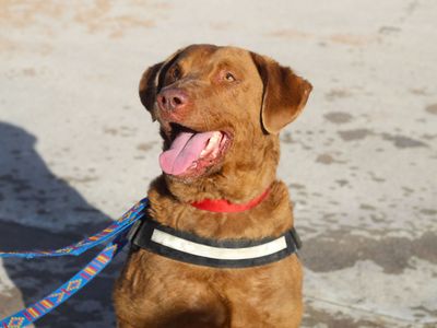 Bentley | Retriever (Chesapeake Bay) | Manchester - 5