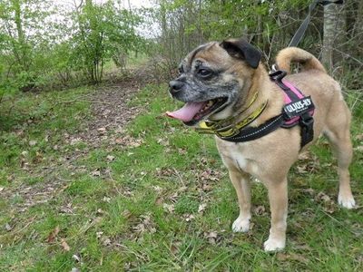 Adopt a Pug Rescue Dog Blu Dogs Trust