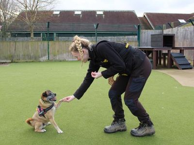 Blu | Pug | Shrewsbury (Shropshire) - 1