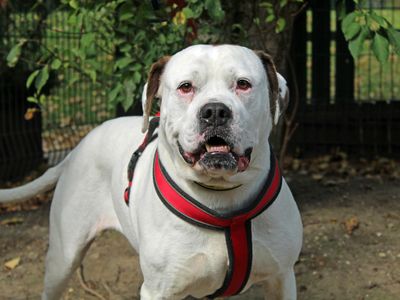 are you a good match for the american bulldog