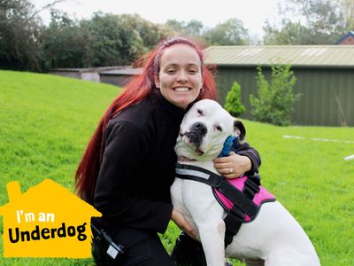 Angel | American Bulldog | Merseyside (Liverpool) - 2