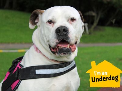 Angel | American Bulldog | Merseyside (Liverpool) - 5