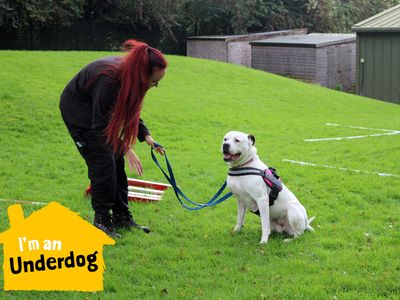 Angel | American Bulldog | Merseyside (Liverpool) - 4