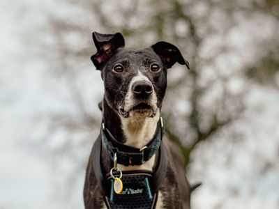 Dan | Lurcher Cross | Kenilworth (West Midlands) - 3