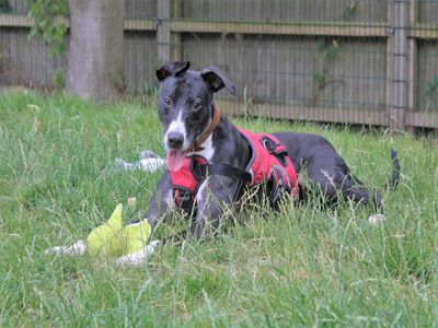 Dan | Lurcher Cross | Kenilworth (West Midlands) - 5