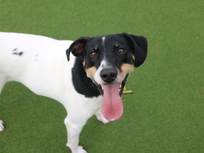 Jasper | Terrier (Jack Russell) | Glasgow - 3