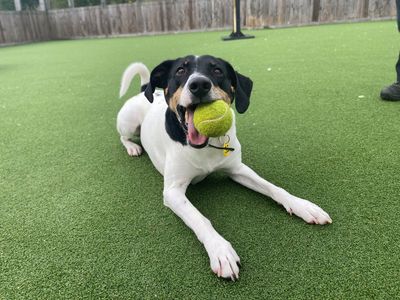 Jasper | Terrier (Jack Russell) | Glasgow - 2