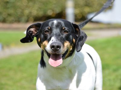 Jasper | Terrier (Jack Russell) | Glasgow - 5