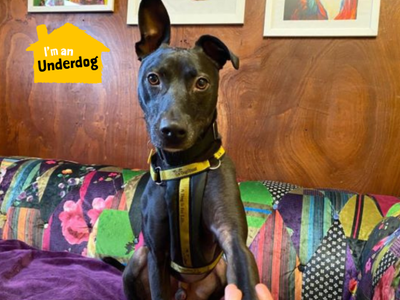 Larry longlegs | Lurcher Cross | West Calder (Edinburgh) - 4