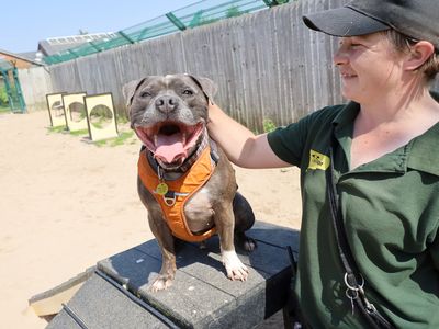 Jax | Terrier (Staffordshire Bull) | Leeds - 5