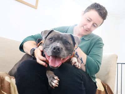 Jax | Terrier (Staffordshire Bull) | Leeds - 3