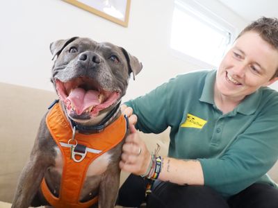 Jax | Terrier (Staffordshire Bull) | Leeds - 2