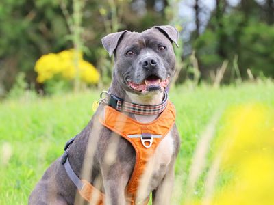 Jax | Terrier (Staffordshire Bull) | Leeds - 4