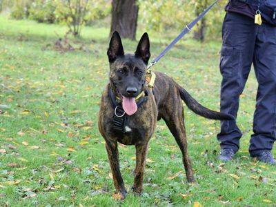 Adopt a Dutch Shepherd Cross Rescue Dog | Vinny | Dogs Trust