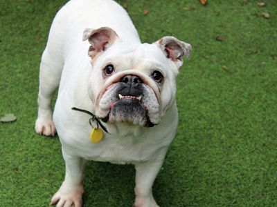 Maddie | Bulldog | Merseyside (Liverpool) - 1