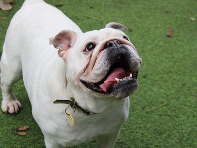 Maddie | Bulldog | Merseyside (Liverpool) - 3