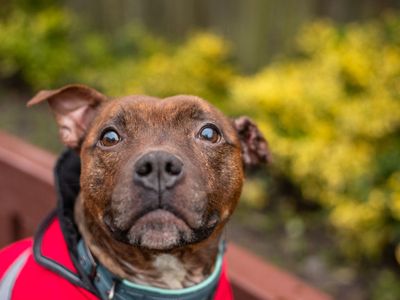 Staffy deals rehoming centres