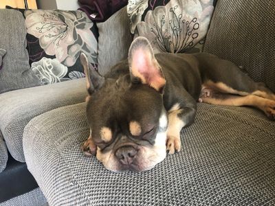 Pepper | French Bulldog | West Calder (Edinburgh) - 5