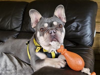 bulldog eating chips