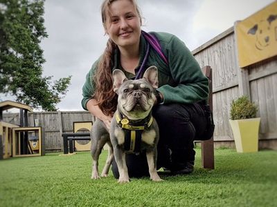 Pepper | French Bulldog | West Calder (Edinburgh) - 3