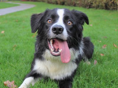 Unwanted hot sale border collies