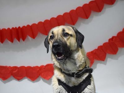 Hank | Anatolian Shepherd Dog | Basildon (Essex) - 5