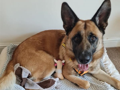 Bruno | German Shepherd Dog Cross | Shrewsbury (Shropshire) - 4