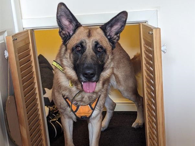 Bruno | German Shepherd Dog Cross | Shrewsbury (Shropshire) - 2