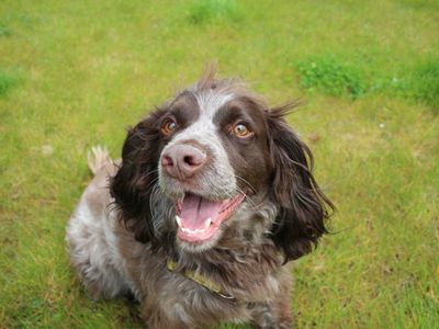 Adopt a Spaniel (Cocker) Rescue Dog | Bracken | Dogs Trust