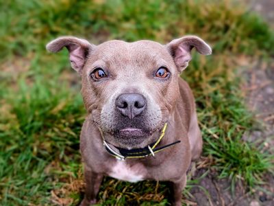 Luna | Terrier (Staffordshire Bull) | Cardiff - 3