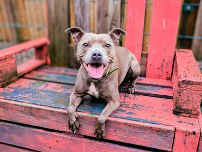 Luna | Terrier (Staffordshire Bull) | Cardiff - 5