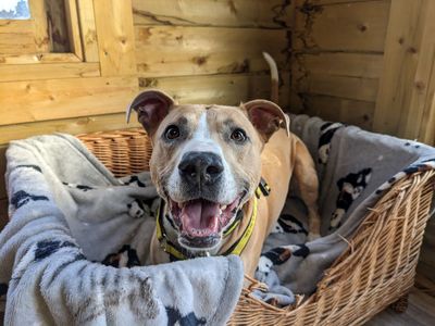 Lucy longlegs | Lurcher | West Calder (Edinburgh) - 4