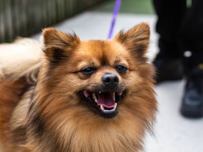 can a beagle and a pomeranian be friends